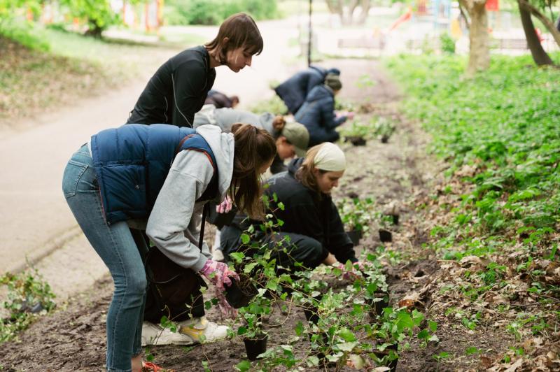 Studentki z Uniwersytetu SWPS sadzą bluszcz w parku