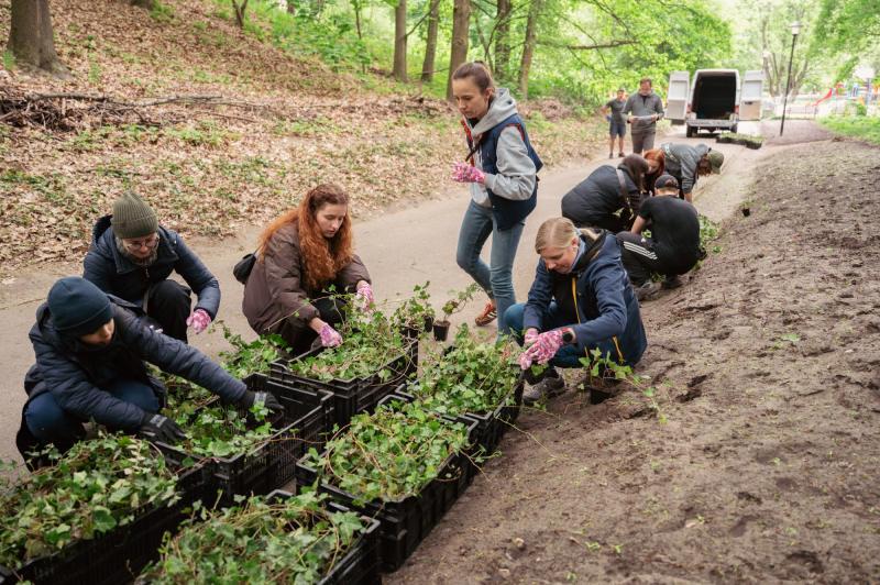 Studenci i pracownicy z USWP przygotowują sadzonki bluszczu do sadzenia