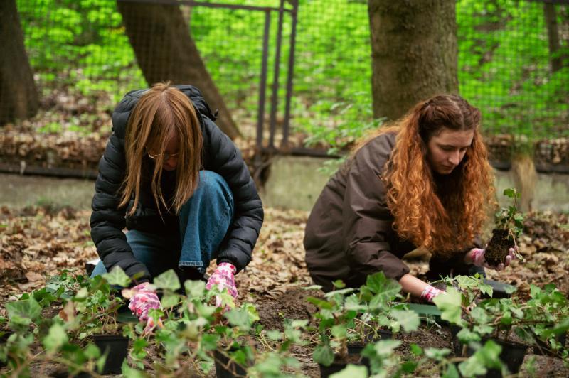 Dwie studentki z USWPS sadzą bluszcz w parku
